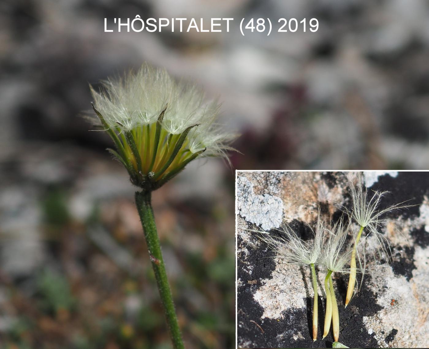 Hawkbit, Hairy fruit